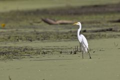 Great Egret, Ardea alba