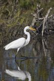 Great Egret, Ardea alba