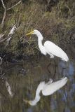Great Egret, Ardea alba