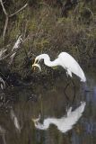 Great Egret, Ardea alba