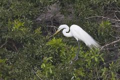 Great Egret, Ardea alba