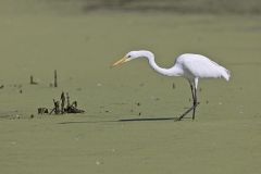 Great Egret, Ardea alba