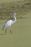 Great Egret, Ardea alba