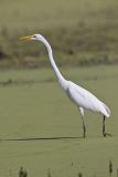 Great Egret, Ardea alba