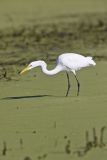 Great Egret, Ardea alba