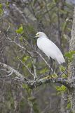 Snowy Egret, Egretta thula