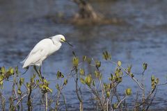 Snowy Egret, Egretta thula