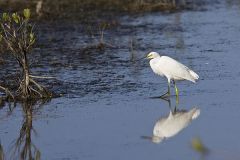 Snowy Egret, Egretta thula