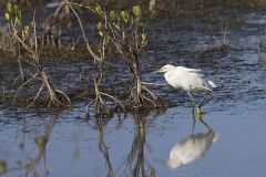 Snowy Egret, Egretta thula