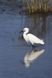 Snowy Egret, Egretta thula
