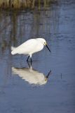 Snowy Egret, Egretta thula