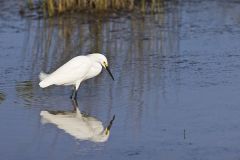 Snowy Egret, Egretta thula