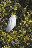 Snowy Egret, Egretta thula
