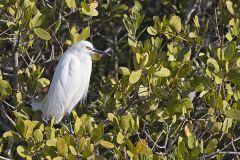 Snowy Egret, Egretta thula
