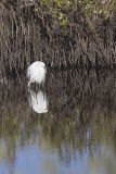 Snowy Egret, Egretta thula