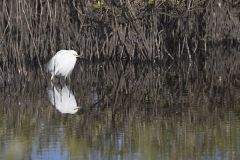 Snowy Egret, Egretta thula