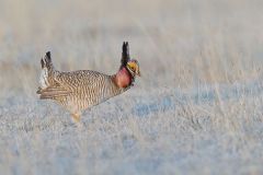 Upland Game Birds