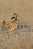 Lesser Prairie Chicken, Tympanuchus pallidicinctus