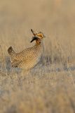 Lesser Prairie Chicken, Tympanuchus pallidicinctus