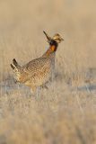 Lesser Prairie Chicken, Tympanuchus pallidicinctus