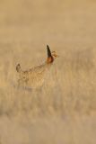 Lesser Prairie Chicken, Tympanuchus pallidicinctus