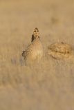 Lesser Prairie Chicken, Tympanuchus pallidicinctus