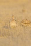 Lesser Prairie Chicken, Tympanuchus pallidicinctus