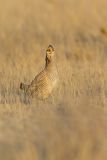 Lesser Prairie Chicken, Tympanuchus pallidicinctus