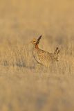 Lesser Prairie Chicken, Tympanuchus pallidicinctus