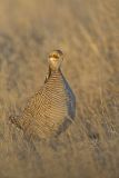 Lesser Prairie Chicken, Tympanuchus pallidicinctus