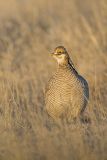 Lesser Prairie Chicken, Tympanuchus pallidicinctus