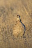 Lesser Prairie Chicken, Tympanuchus pallidicinctus