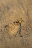 Lesser Prairie Chicken, Tympanuchus pallidicinctus