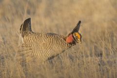 Lesser Prairie Chicken, Tympanuchus pallidicinctus