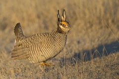 Lesser Prairie Chicken, Tympanuchus pallidicinctus