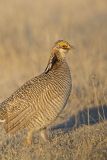 Lesser Prairie Chicken, Tympanuchus pallidicinctus