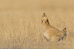 Lesser Prairie Chicken, Tympanuchus pallidicinctus