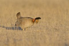 Lesser Prairie Chicken, Tympanuchus pallidicinctus