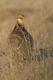 Lesser Prairie Chicken, Tympanuchus pallidicinctus