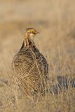 Lesser Prairie Chicken, Tympanuchus pallidicinctus