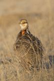 Lesser Prairie Chicken, Tympanuchus pallidicinctus