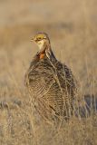 Lesser Prairie Chicken, Tympanuchus pallidicinctus