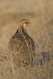 Lesser Prairie Chicken, Tympanuchus pallidicinctus