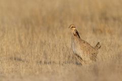 Lesser Prairie Chicken, Tympanuchus pallidicinctus