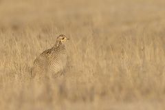 Lesser Prairie Chicken, Tympanuchus pallidicinctus