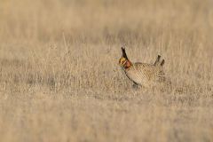Lesser Prairie Chicken, Tympanuchus pallidicinctus