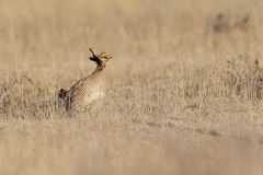 Lesser Prairie Chicken, Tympanuchus pallidicinctus