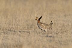 Lesser Prairie Chicken, Tympanuchus pallidicinctus