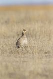 Lesser Prairie Chicken, Tympanuchus pallidicinctus