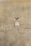 Lesser Prairie Chicken, Tympanuchus pallidicinctus
